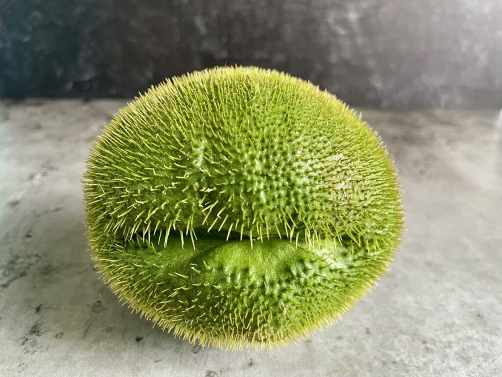 Prickly Mexican squash or thorny chayote